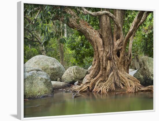 Giant Tree at River Than Sadet, Island Koh Phangan, Thailand-Rainer Mirau-Framed Photographic Print