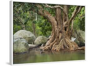 Giant Tree at River Than Sadet, Island Koh Phangan, Thailand-Rainer Mirau-Framed Photographic Print