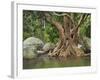 Giant Tree at River Than Sadet, Island Koh Phangan, Thailand-Rainer Mirau-Framed Photographic Print