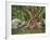 Giant Tree at River Than Sadet, Island Koh Phangan, Thailand-Rainer Mirau-Framed Photographic Print