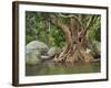 Giant Tree at River Than Sadet, Island Koh Phangan, Thailand-Rainer Mirau-Framed Photographic Print