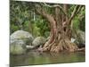Giant Tree at River Than Sadet, Island Koh Phangan, Thailand-Rainer Mirau-Mounted Photographic Print