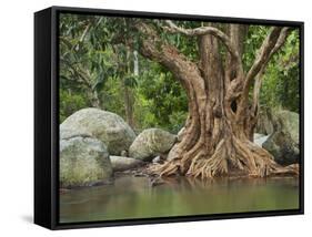 Giant Tree at River Than Sadet, Island Koh Phangan, Thailand-Rainer Mirau-Framed Stretched Canvas