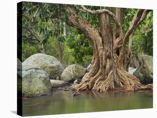 Giant Tree at River Than Sadet, Island Koh Phangan, Thailand-Rainer Mirau-Stretched Canvas