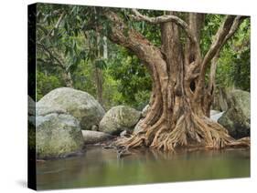 Giant Tree at River Than Sadet, Island Koh Phangan, Thailand-Rainer Mirau-Stretched Canvas