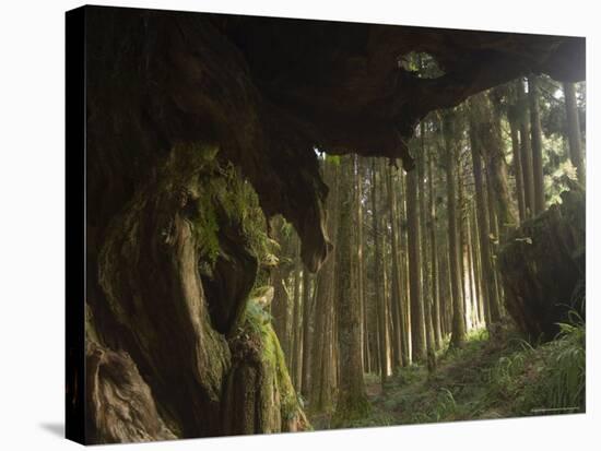 Giant Tree Trunk in Cedar Forest, Alishan National Forest Recreation Area, Chiayi County, Taiwan-Christian Kober-Stretched Canvas