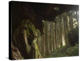 Giant Tree Trunk in Cedar Forest, Alishan National Forest Recreation Area, Chiayi County, Taiwan-Christian Kober-Stretched Canvas