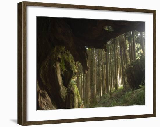 Giant Tree Trunk in Cedar Forest, Alishan National Forest Recreation Area, Chiayi County, Taiwan-Christian Kober-Framed Photographic Print