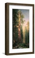 Giant Trees, Mariposa Grove, California-Albert Bierstadt-Framed Premium Giclee Print