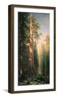 Giant Trees, Mariposa Grove, California-Albert Bierstadt-Framed Premium Giclee Print