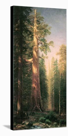 Giant Trees, Mariposa Grove, California-Albert Bierstadt-Stretched Canvas