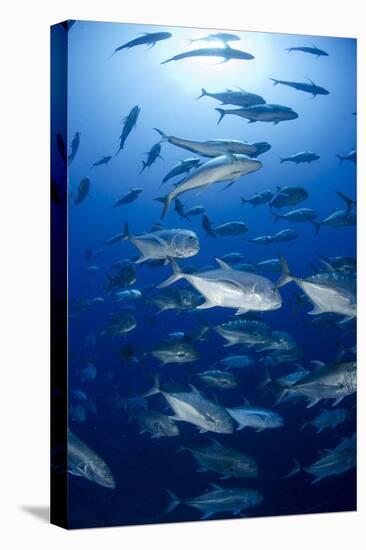 Giant Trevally (Caranx Ignobilis) Shoal Schooling-Mark Doherty-Stretched Canvas