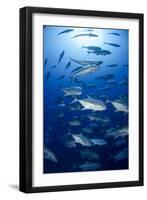 Giant Trevally (Caranx Ignobilis) Shoal Schooling-Mark Doherty-Framed Photographic Print