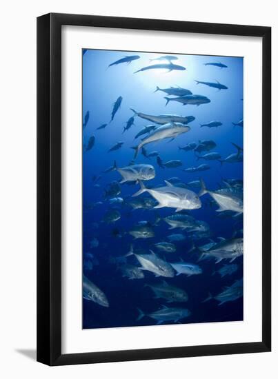 Giant Trevally (Caranx Ignobilis) Shoal Schooling-Mark Doherty-Framed Photographic Print