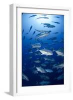 Giant Trevally (Caranx Ignobilis) Shoal Schooling-Mark Doherty-Framed Photographic Print