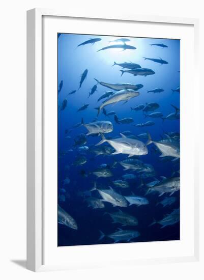 Giant Trevally (Caranx Ignobilis) Shoal Schooling-Mark Doherty-Framed Photographic Print