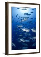 Giant Trevally (Caranx Ignobilis) Shoal Schooling-Mark Doherty-Framed Photographic Print