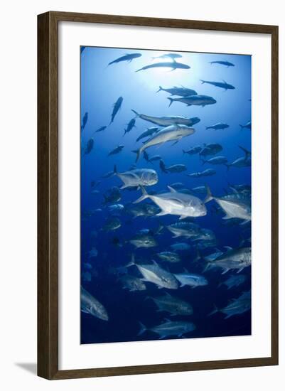 Giant Trevally (Caranx Ignobilis) Shoal Schooling-Mark Doherty-Framed Photographic Print