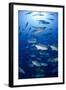 Giant Trevally (Caranx Ignobilis) Shoal Schooling-Mark Doherty-Framed Photographic Print