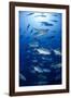 Giant Trevally (Caranx Ignobilis) Shoal Schooling-Mark Doherty-Framed Photographic Print