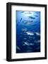 Giant Trevally (Caranx Ignobilis) Shoal Schooling-Mark Doherty-Framed Premium Photographic Print