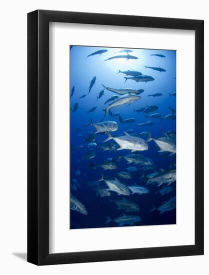 Giant Trevally (Caranx Ignobilis) Shoal Schooling-Mark Doherty-Framed Photographic Print