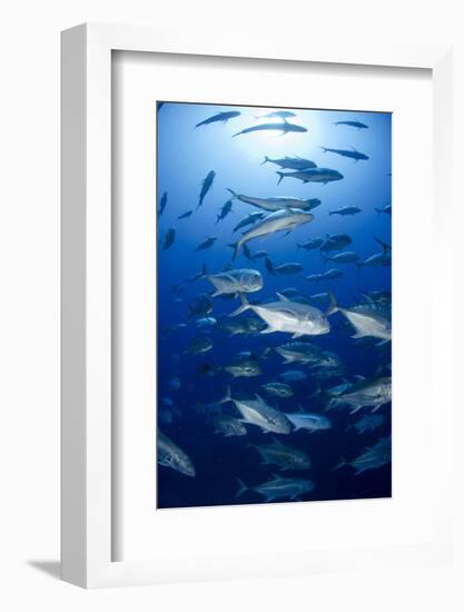 Giant Trevally (Caranx Ignobilis) Shoal Schooling-Mark Doherty-Framed Photographic Print