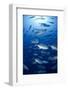 Giant Trevally (Caranx Ignobilis) Shoal Schooling-Mark Doherty-Framed Photographic Print