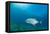 Giant Trevally (Caranx Ignobilis) Swimming Above Sea Grass Field-Mark Doherty-Framed Stretched Canvas