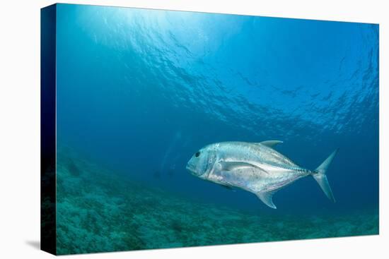 Giant Trevally (Caranx Ignobilis) Swimming Above Sea Grass Field-Mark Doherty-Stretched Canvas