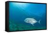 Giant Trevally (Caranx Ignobilis) Swimming Above Sea Grass Field-Mark Doherty-Framed Stretched Canvas