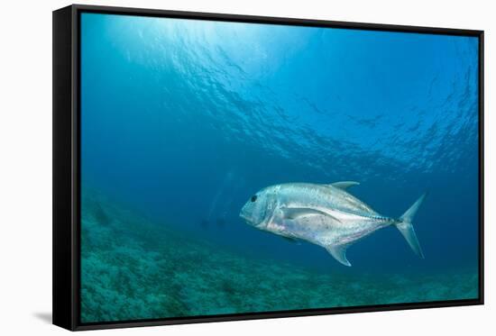 Giant Trevally (Caranx Ignobilis) Swimming Above Sea Grass Field-Mark Doherty-Framed Stretched Canvas