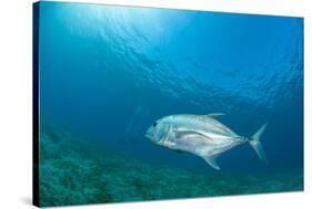 Giant Trevally (Caranx Ignobilis) Swimming Above Sea Grass Field-Mark Doherty-Stretched Canvas