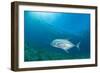 Giant Trevally (Caranx Ignobilis) Swimming Above Sea Grass Field-Mark Doherty-Framed Photographic Print