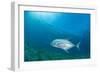 Giant Trevally (Caranx Ignobilis) Swimming Above Sea Grass Field-Mark Doherty-Framed Photographic Print