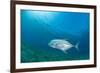 Giant Trevally (Caranx Ignobilis) Swimming Above Sea Grass Field-Mark Doherty-Framed Photographic Print