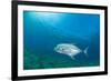 Giant Trevally (Caranx Ignobilis) Swimming Above Sea Grass Field-Mark Doherty-Framed Photographic Print