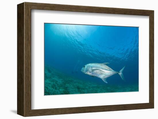 Giant Trevally (Caranx Ignobilis) Swimming Above Sea Grass Field-Mark Doherty-Framed Photographic Print