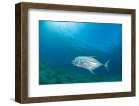 Giant Trevally (Caranx Ignobilis) Swimming Above Sea Grass Field-Mark Doherty-Framed Photographic Print