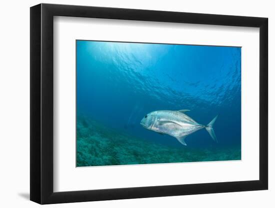 Giant Trevally (Caranx Ignobilis) Swimming Above Sea Grass Field-Mark Doherty-Framed Photographic Print