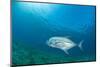 Giant Trevally (Caranx Ignobilis) Swimming Above Sea Grass Field-Mark Doherty-Mounted Photographic Print