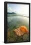 Essential Black