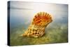 Giant Triton, Trumpet Shell at Wateros Edge Fiji-null-Stretched Canvas