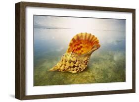 Giant Triton, Trumpet Shell at Wateros Edge Fiji-null-Framed Photographic Print