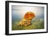 Giant Triton, Trumpet Shell at Wateros Edge Fiji-null-Framed Photographic Print