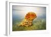 Giant Triton, Trumpet Shell at Wateros Edge Fiji-null-Framed Photographic Print