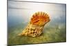 Giant Triton, Trumpet Shell at Wateros Edge Fiji-null-Mounted Photographic Print