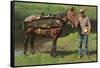 Giant Trout Strapped on Horse-null-Framed Stretched Canvas