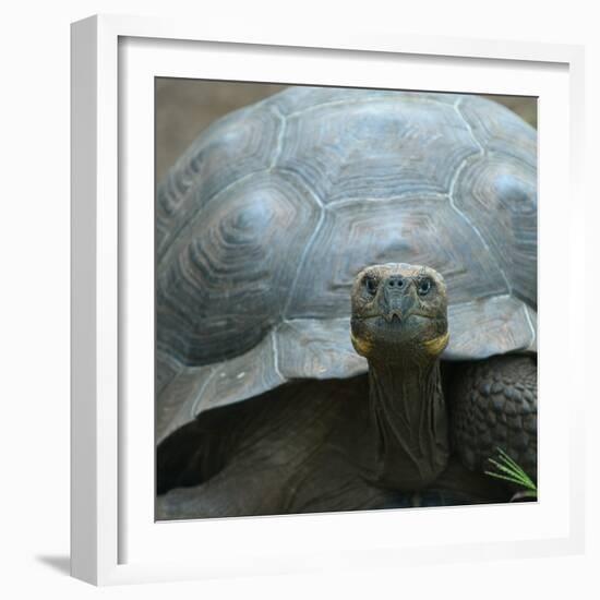 Giant Turtle, Galapagos Islands, Ecuador-javarman-Framed Photographic Print