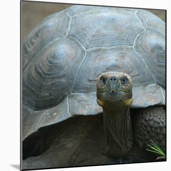 Giant Turtle, Galapagos Islands, Ecuador-javarman-Mounted Photographic Print